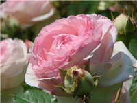 74c65212-Eden rose4 (640x480).jpg